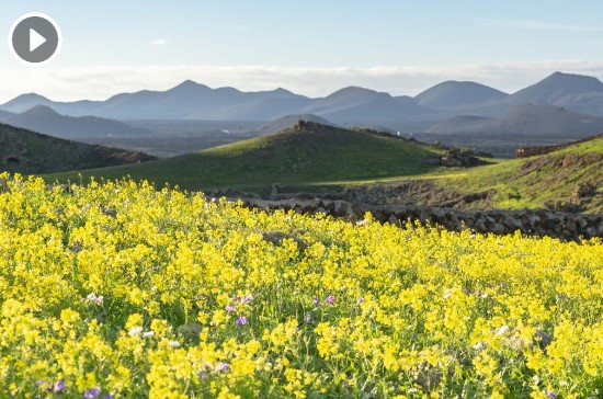 El manto de flores de Lanzarote, en 30.000 fotografías
